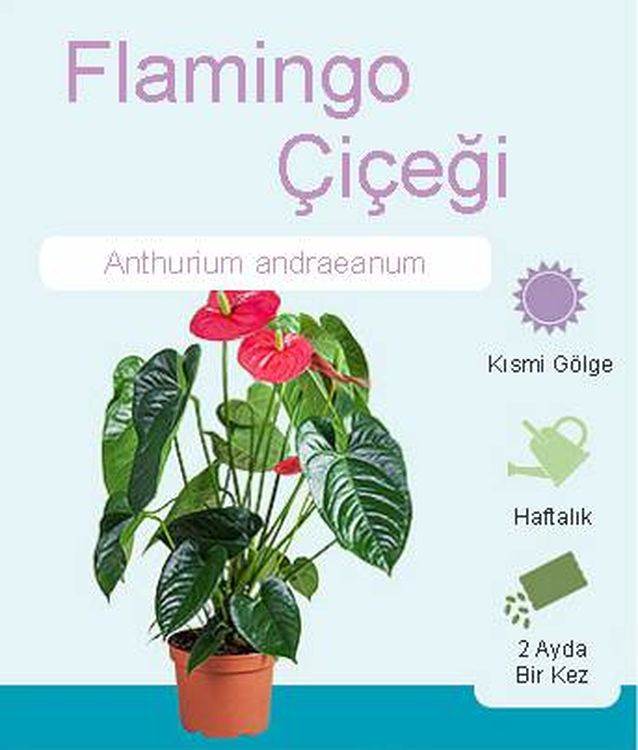 Flamingo Çiçeği