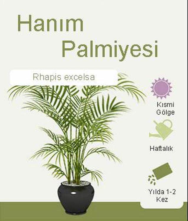 Hanım Palmiyesi