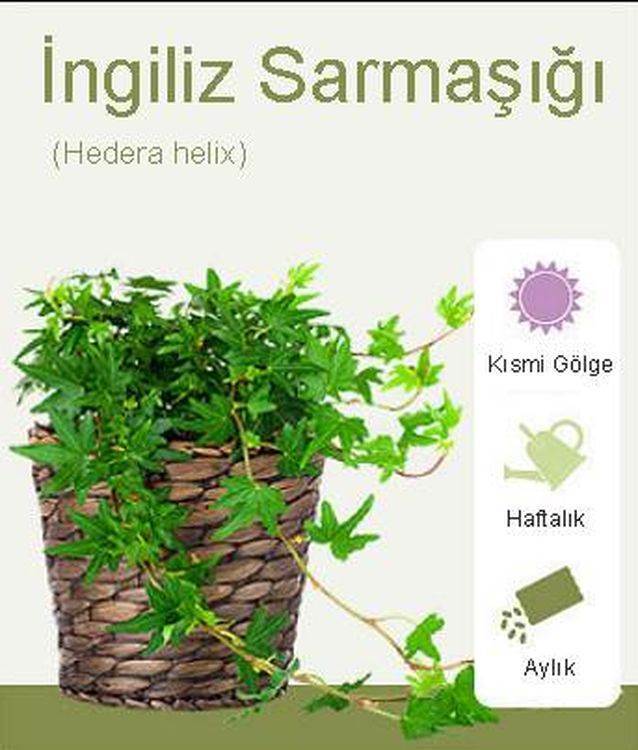 İngiliz sarmaşığı