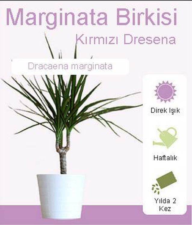 Marginata Kırmızı Dresena çiçeği