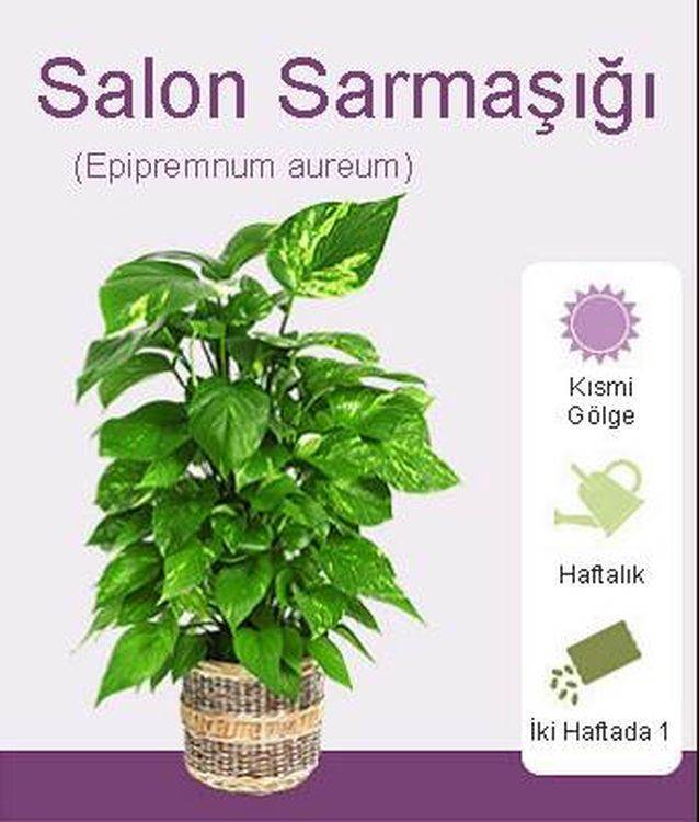 Salon Sarmaşığı